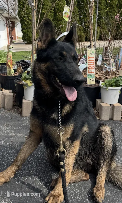 Female Pink Collar – German Shepherd Dog puppy for sale in Loami, IL