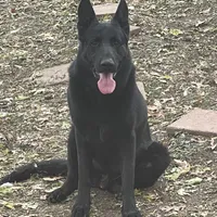 Female Pink Collar, a female German Shepherd Dog for sale in Loami, IL – Photo 8 of 8