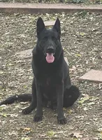 Female Pink Collar, a female German Shepherd Dog for sale in Loami, IL – Photo 9 of 9