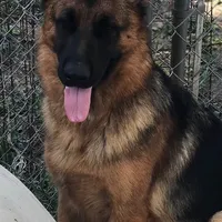 Female Pink Collar, a female German Shepherd Dog for sale in Loami, IL – Photo 6 of 8