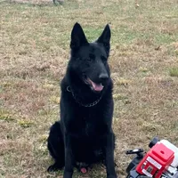 Female Pink Collar, a female German Shepherd Dog for sale in Loami, IL – Photo 7 of 8