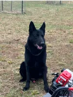 Female Pink Collar, a female German Shepherd Dog for sale in Loami, IL – Photo 8 of 9