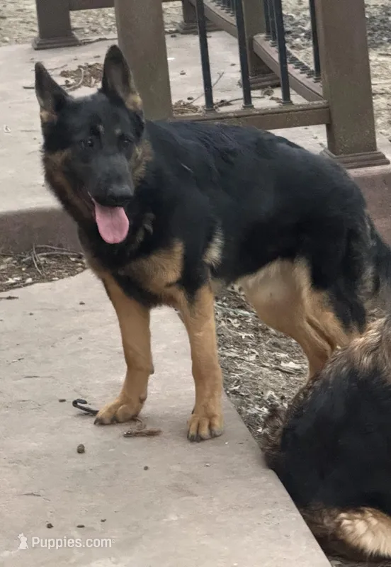 Female Pink Collar – German Shepherd Dog puppy for sale in Loami, IL