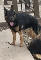 Female Pink Collar, a female German Shepherd Dog for sale in Loami, IL – Photo 1 of 8