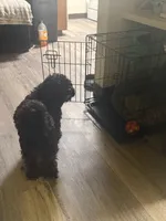Spyder, a male Poodle - Multi-Colored Standard for sale in Aurora, IL – 4 of 4