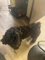 Spyder, a male Poodle - Multi-Colored Standard for sale in Aurora, IL – 3 of 4