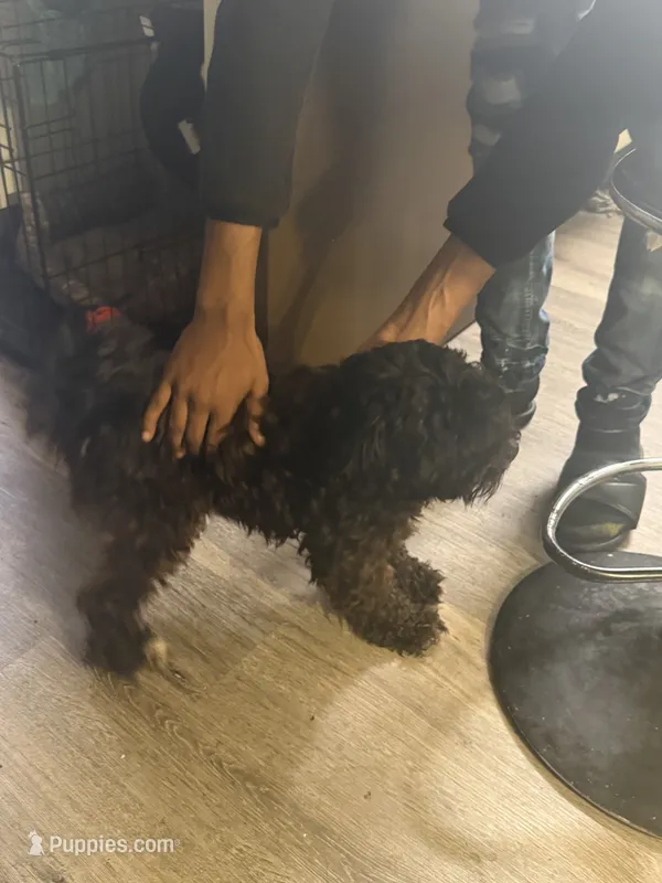 Spyder – Poodle - Multi-Colored Standard puppy for sale in Aurora, IL