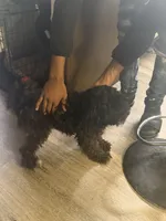 Spyder, a male Poodle - Multi-Colored Standard for sale in Aurora, IL – 1 of 4