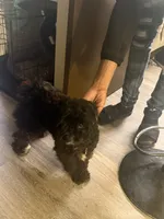 Spyder, a male Poodle - Multi-Colored Standard for sale in Aurora, IL – 2 of 4