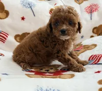 Rosie , a female Maltipoo and Poodle - Toy  for sale in Tampa, FL – 7 of 10
