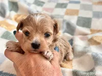Fendi, a female Maltipoo and Poodle - Toy  for sale in Tampa, FL – 5 of 10