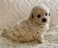Bella , a female Maltipoo and Poodle - Toy  for sale in Tampa, FL – 9 of 10