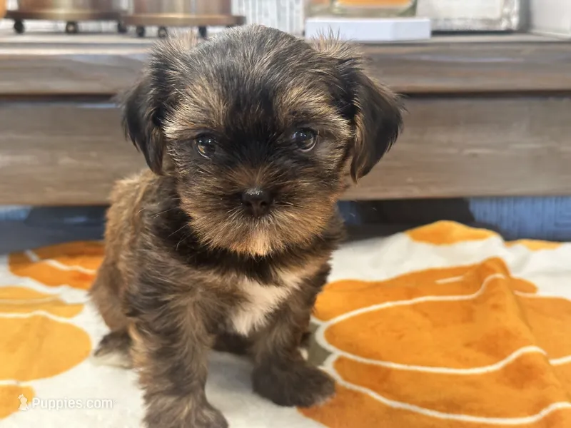 Lu Lu  – Yorkshire Terrier, Shorkie puppy for sale in Tampa, FL