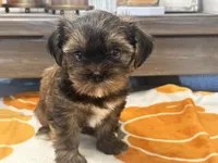 Lu Lu , a female Yorkshire Terrier and Shorkie for sale in Tampa, FL – 1 of 10