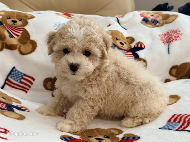 Scooter – Maltipoo, Poodle - Toy  puppy for sale in Tampa, FL