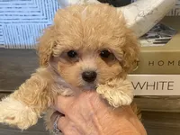 Bailey tiny, a male Maltipoo and Poodle - Toy  for sale in Tampa, FL – 5 of 10