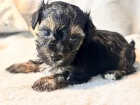 Mochi, a male Yorkshire Terrier for sale in Tampa, FL – 9 of 10