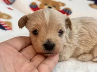Benny , a male Maltipoo and Poodle - Toy  for sale in Tampa, FL – 3 of 10
