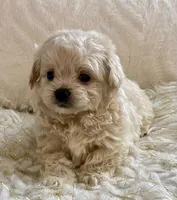 Bella , a female Maltipoo and Poodle - Toy  for sale in Tampa, FL – 3 of 10