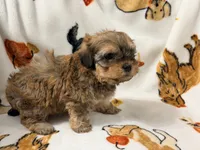 Mila , a female Yorkshire Terrier and Morkie for sale in Tampa, FL – 6 of 10
