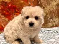 Molly , a female Maltipoo and Poodle - Toy  for sale in Tampa, FL – 3 of 9