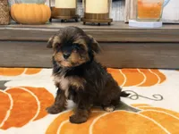 Emily , a female Yorkshire Terrier for sale in Tampa, FL – 3 of 6