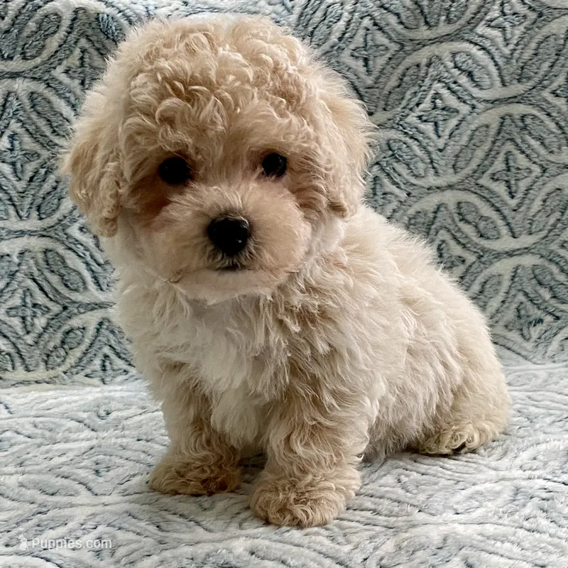 Sammy – Maltipoo, Poodle - Toy  puppy for sale in Tampa, FL