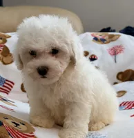 Toby , a male Maltipoo and Poodle - Toy  for sale in Tampa, FL – 2 of 10