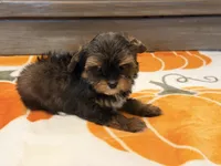 Emily , a female Yorkshire Terrier for sale in Tampa, FL – 2 of 6