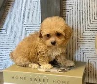 Bailey tiny, a male Maltipoo and Poodle - Toy  for sale in Tampa, FL – 8 of 10