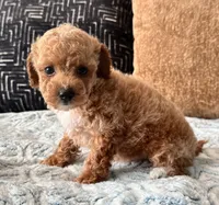 Fendi Tiny , a female Maltipoo and Poodle - Toy  for sale in Tampa, FL – 9 of 10