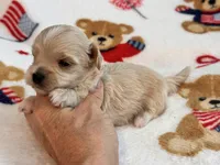 Bruno , a male Maltipoo and Poodle - Toy  for sale in Tampa, FL – 8 of 10