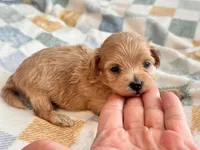 Lu Lu , a female Maltipoo and Poodle - Toy  for sale in Tampa, FL – 9 of 10
