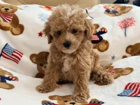 Rivaldo, a male Maltipoo and Poodle - Toy  for sale in Tampa, FL – 5 of 10