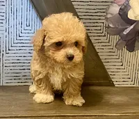 Bailey tiny, a male Maltipoo and Poodle - Toy  for sale in Tampa, FL – 9 of 10