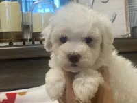 Moochi, a male Maltipoo and Poodle - Toy  for sale in Tampa, FL – 7 of 10