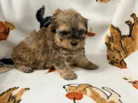 Mila , a female Yorkshire Terrier and Morkie for sale in Tampa, FL – 3 of 10