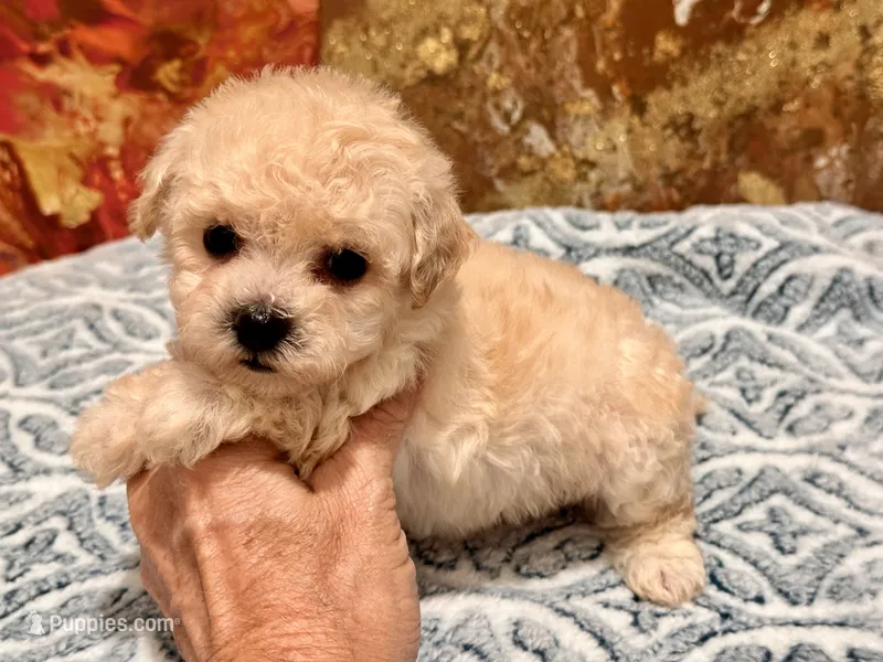 Chloe  – Maltipoo, Poodle - Toy  puppy for sale in Tampa, FL
