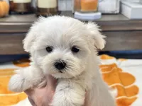 Buffy, a female Maltipoo and Maltese for sale in Tampa, FL – 5 of 10