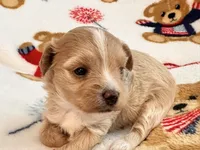 Lily , a female Maltipoo and Poodle - Toy  for sale in Tampa, FL – 7 of 9