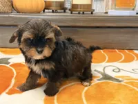 Emily , a female Yorkshire Terrier for sale in Tampa, FL – 1 of 6