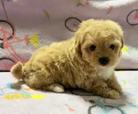 Bella , a female Maltipoo and Poodle - Toy  for sale in Tampa, FL – 6 of 10