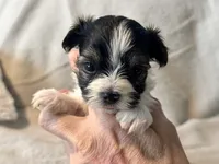 Bella  Parti, a male Yorkshire Terrier for sale in Tampa, FL – 8 of 10