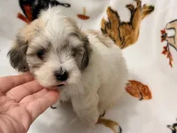 Piper , a female Yorkshire Terrier and Morkie for sale in Tampa, FL – 8 of 10