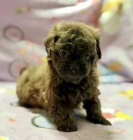 Coco , a female Maltipoo and Poodle - Toy  for sale in Tampa, FL – 2 of 9