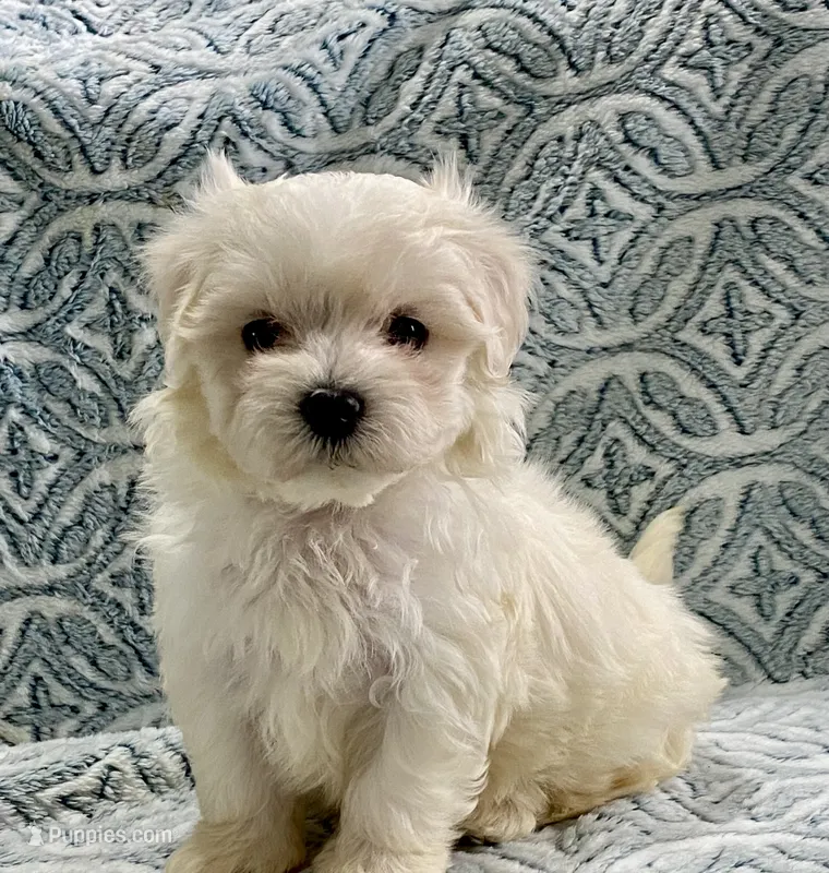 Oliver – Maltipoo, Poodle - Toy  puppy for sale in Tampa, FL