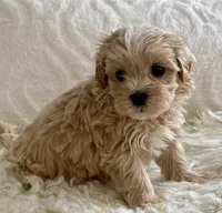 Bruno, a male Maltipoo and Poodle - Toy  for sale in Tampa, FL – 6 of 10