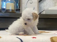 Shelby Tiny, a female Maltipoo and Poodle - Toy  for sale in Tampa, FL – 6 of 10