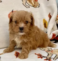 Benji , a male Maltipoo and Poodle - Toy  for sale in Tampa, FL – Photo 8 of 10