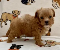 Benji , a male Maltipoo and Poodle - Toy  for sale in Tampa, FL – Photo 7 of 10